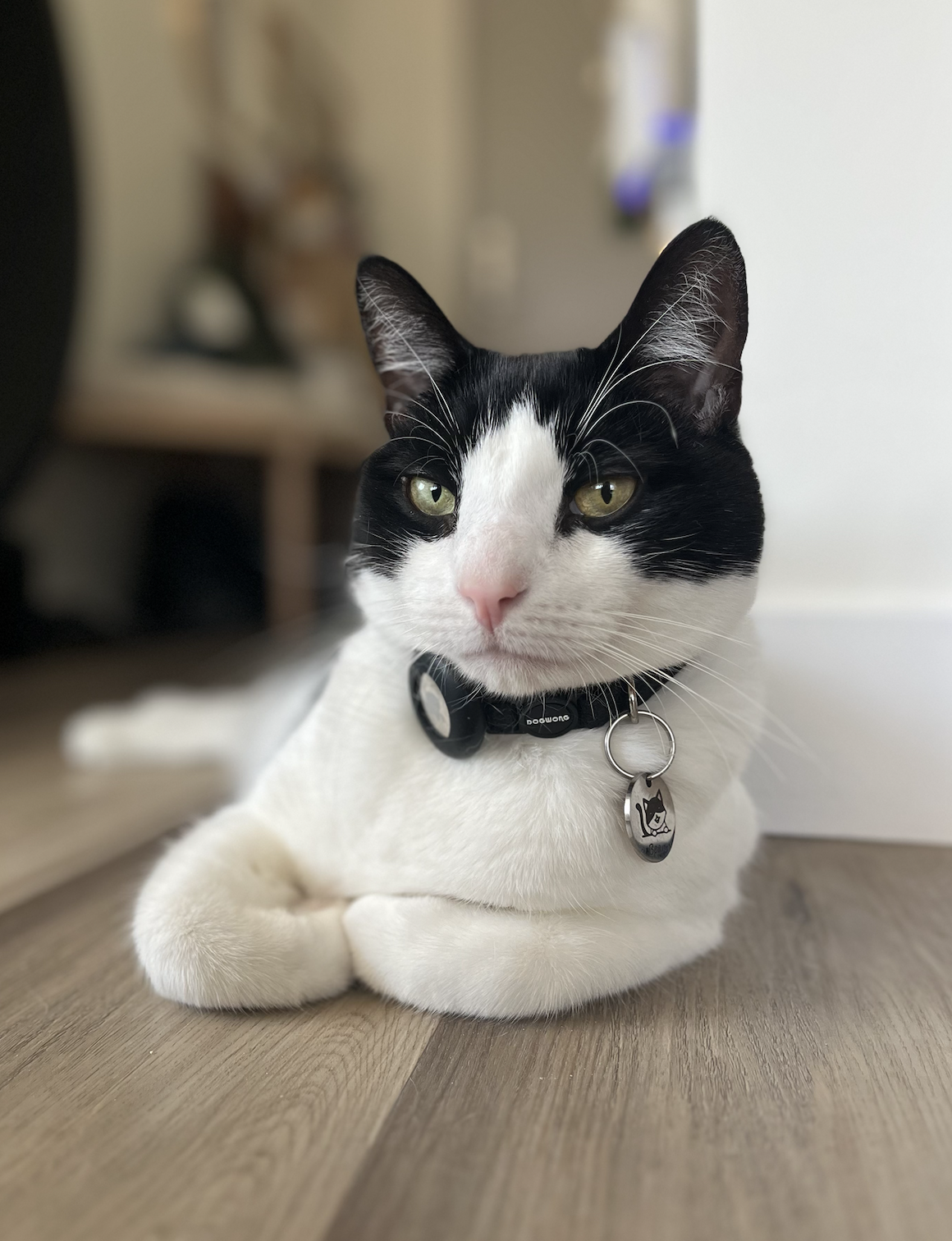 bean